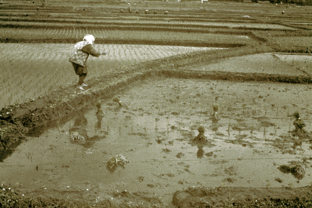 Japan 1954
